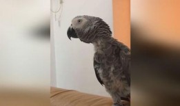 台湾网民爆料鹦鹉视频,揭秘鹦鹉的惊人智慧与趣味瞬间